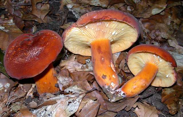 2005 :  Un anno di funghi